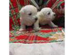 West Highland White Terrier Puppy for sale in Prior Lake, MN, USA