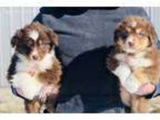 Australian Shepherd Puppy for sale in Union City, IN, USA