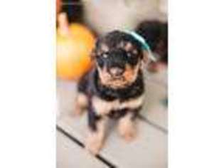Airedale Terrier Puppy for sale in Greeneville, TN, USA