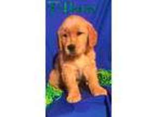 Golden Retriever Puppy for sale in Fowlerville, MI, USA