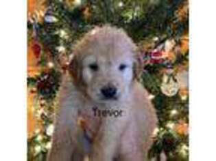Golden Retriever Puppy for sale in Greer, SC, USA