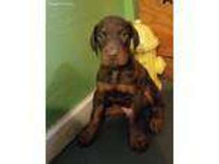 Doberman Pinscher Puppy for sale in Providence, RI, USA