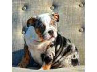Bulldog Puppy for sale in Pearland, TX, USA