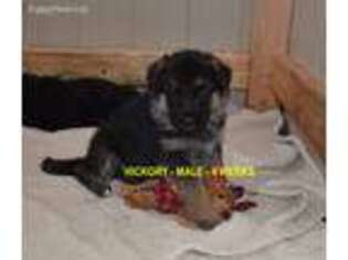 German Shepherd Dog Puppy for sale in Watsontown, PA, USA