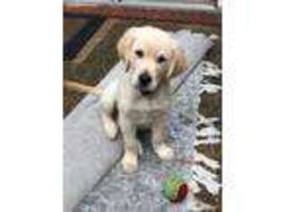 Golden Retriever Puppy for sale in Holly Springs, MS, USA