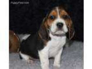 Beagle Puppy for sale in Thayer, MO, USA