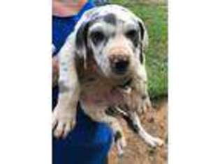 Great Dane Puppy for sale in Piedmont, SC, USA