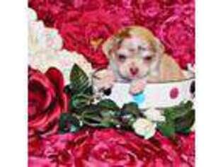 Chihuahua Puppy for sale in Charleston, AR, USA
