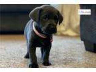 Labrador Retriever Puppy for sale in Anderson, IN, USA