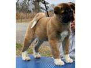 Akita Puppy for sale in Murrayville, GA, USA