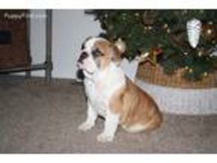 Olde English Bulldogge Puppy for sale in Milton, PA, USA