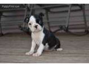 Boston Terrier Puppy for sale in Reynolds, IN, USA
