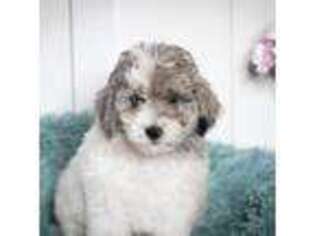 Goldendoodle Puppy for sale in Lakebay, WA, USA