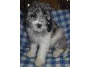 Saint Berdoodle Puppy for sale in Madisonville, TN, USA