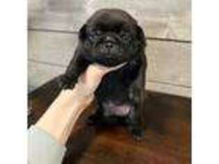 Pug Puppy for sale in Powell, TN, USA