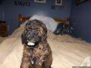 Labradoodle Puppy for sale in HOMER CITY, PA, USA