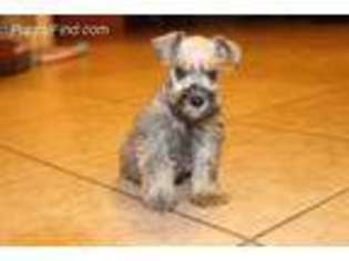 Mutt Puppy for sale in Collins, MS, USA