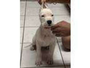 Dogo Argentino Puppy for sale in Victorville, CA, USA
