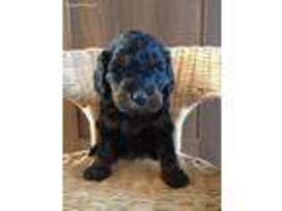 Cock-A-Poo Puppy for sale in Chesterton, IN, USA