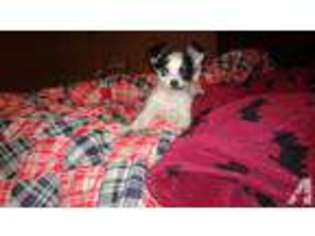 Chihuahua Puppy for sale in CLEBURNE, TX, USA