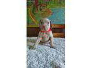 Weimaraner Puppy for sale in Creston, IA, USA