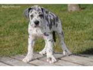 Great Dane Puppy for sale in Economy, IN, USA