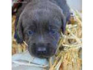 Labrador Retriever Puppy for sale in Paragon, IN, USA