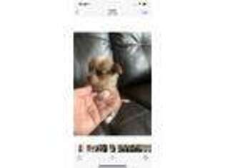 Chihuahua Puppy for sale in Easley, SC, USA
