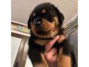 Rottweiler Puppy for sale in Jacksonville, FL, USA