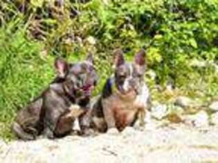 French Bulldog Puppy for sale in Spirit Lake, ID, USA