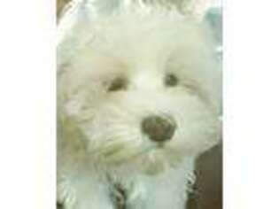 Maltese Puppy for sale in Wheatland, MO, USA