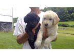 Goldendoodle Puppy for sale in Boone, NC, USA