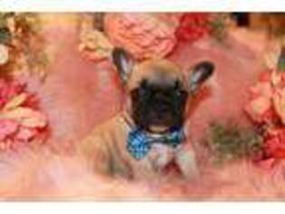 French Bulldog Puppy for sale in Sparta, KY, USA