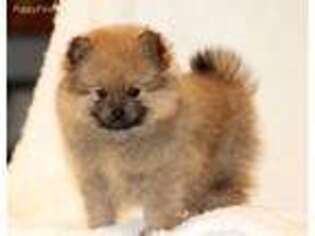 Pomeranian Puppy for sale in Scurry, TX, USA