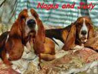 Basset Hound Puppy for sale in NORTH HOLLYWOOD, CA, USA