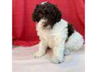 Labradoodle Puppy for sale in Archbold, OH, USA