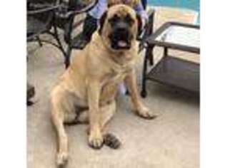 Mastiff Puppy for sale in Mantua, OH, USA