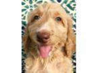 Goldendoodle Puppy for sale in Willacoochee, GA, USA