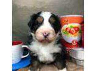 Bernese Mountain Dog Puppy for sale in Paradise, CA, USA