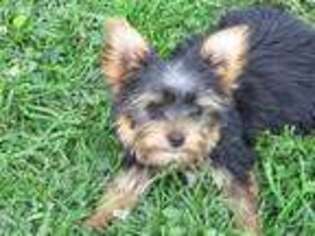 Yorkshire Terrier Puppy for sale in Oconto, WI, USA