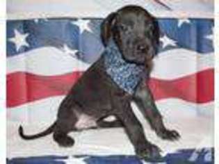 Great Dane Puppy for sale in MEANSVILLE, GA, USA