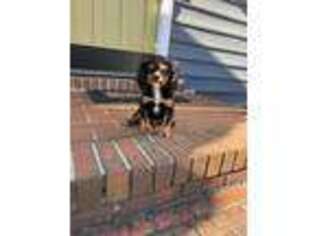 Cavalier King Charles Spaniel Puppy for sale in Taylors, SC, USA