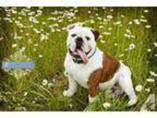 Bulldog Puppy for sale in PORTLAND, OR, USA