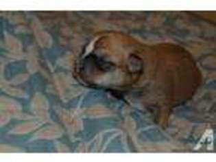 Mutt Puppy for sale in HOPEWELL, VA, USA
