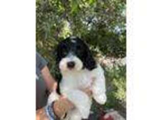 Labradoodle Puppy for sale in Devine, TX, USA