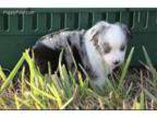 Miniature Australian Shepherd Puppy for sale in George West, TX, USA