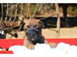 Belgian Malinois Puppy for sale in Bee Branch, AR, USA