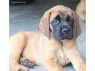 Mastiff Puppy for sale in Cincinnati, OH, USA