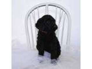 Medium Photo #1 Labradoodle Puppy For Sale in Hobbs, NM, USA