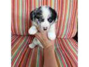Cardigan Welsh Corgi Puppy for sale in Spring Hope, NC, USA